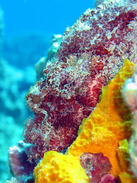 Spiney Crown Scorpionfish