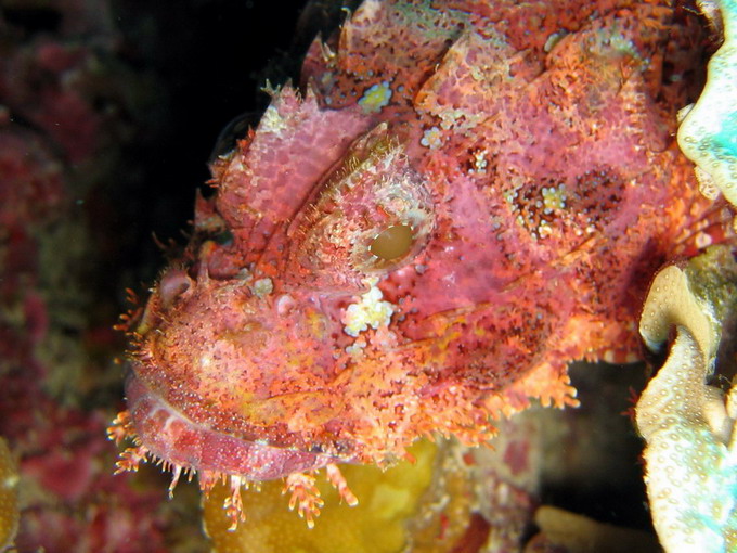 Spiney Crown Scorpionfish