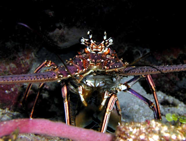 Spiney Lobster