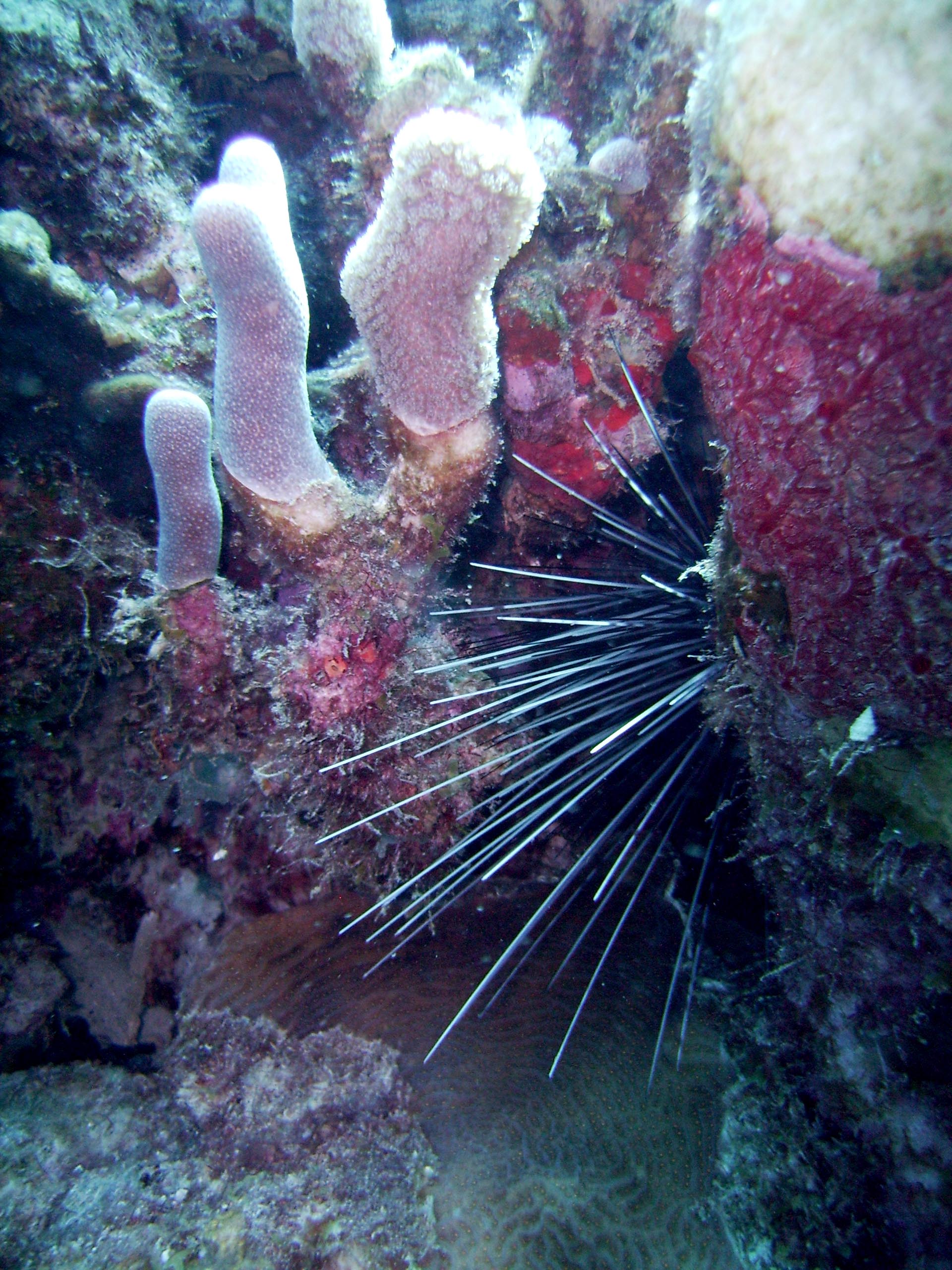 Spiney urchin