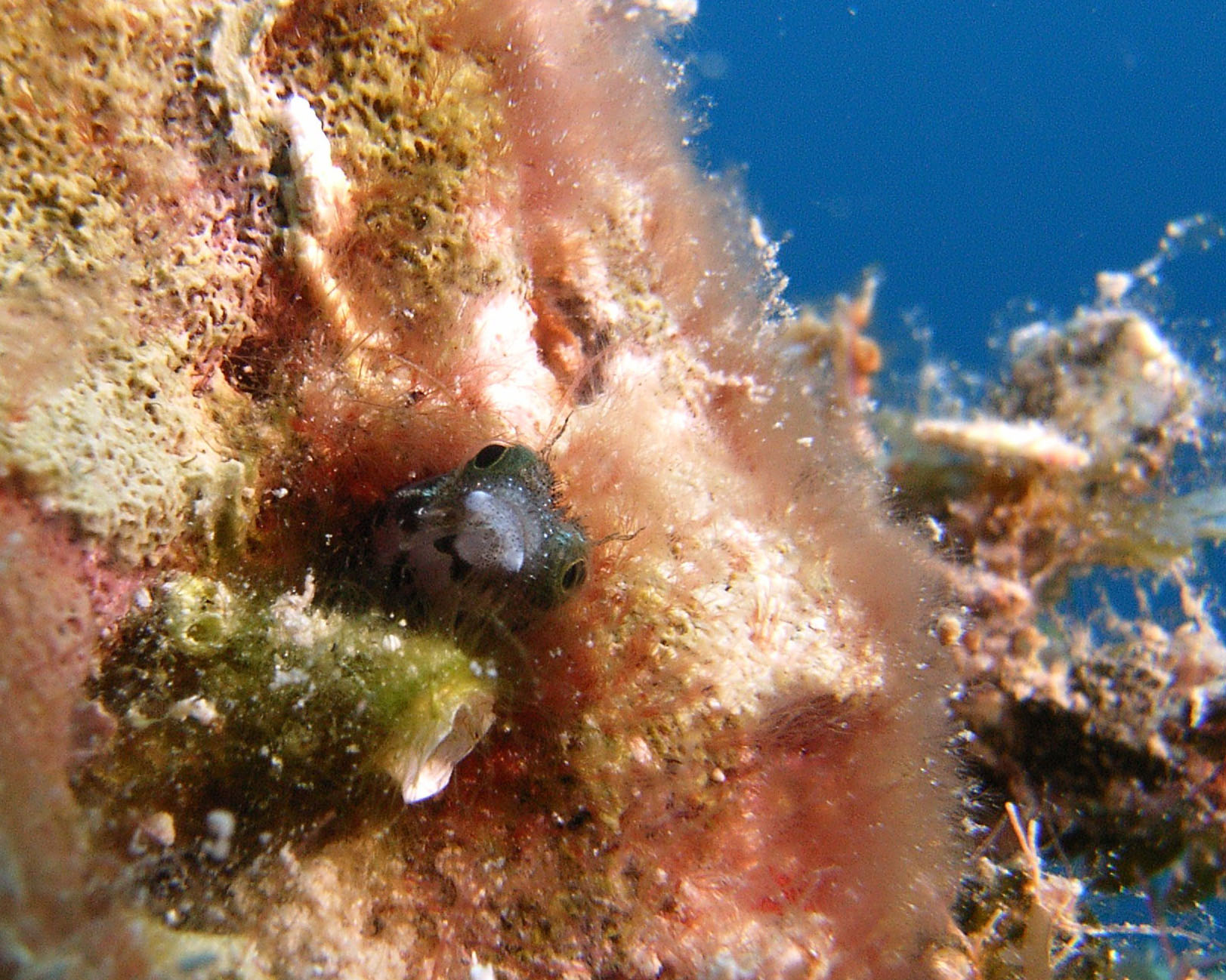 SPINEYHEADED_BLENNY