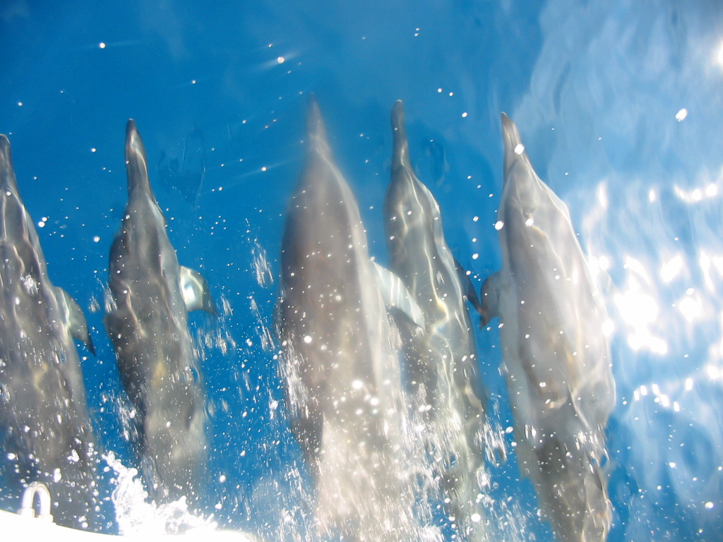 Spinner dolphins everywhere!