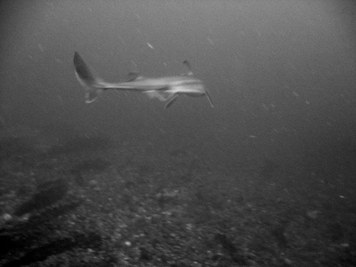 Spiny Dogfish