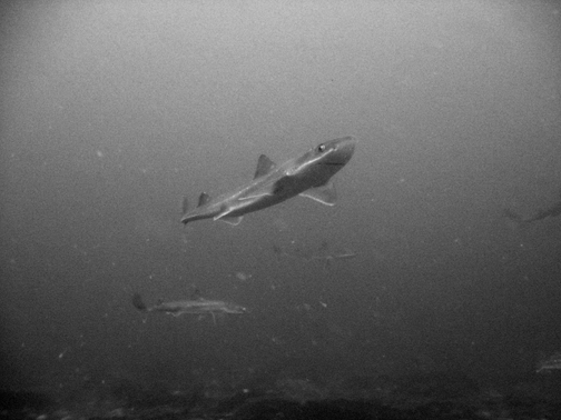 Spiny Dogfish