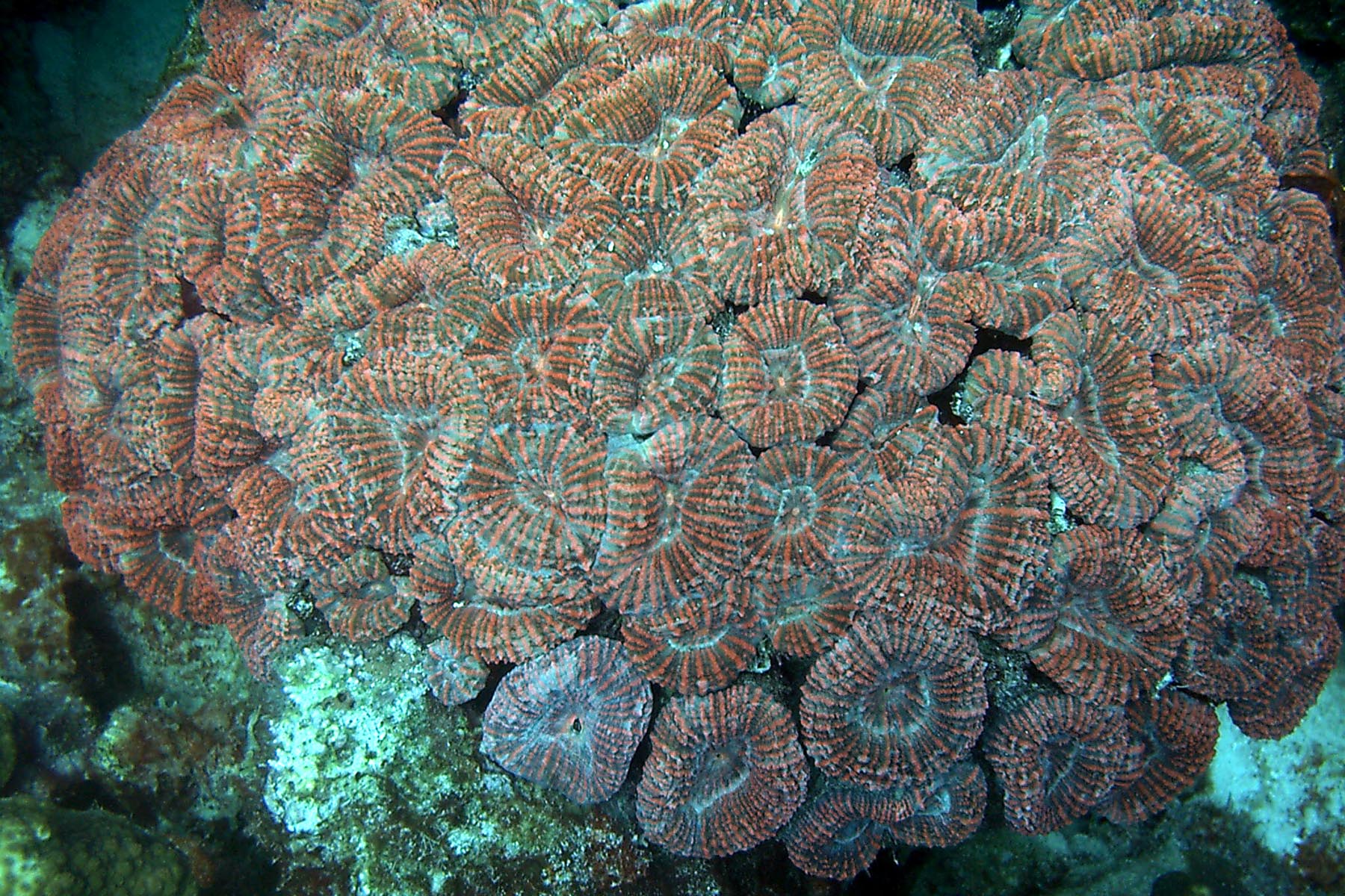 Spiny Flower Coral