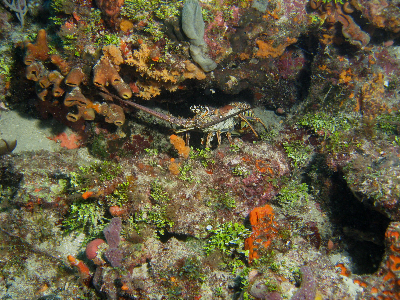 Spiny Lobster in the Coral