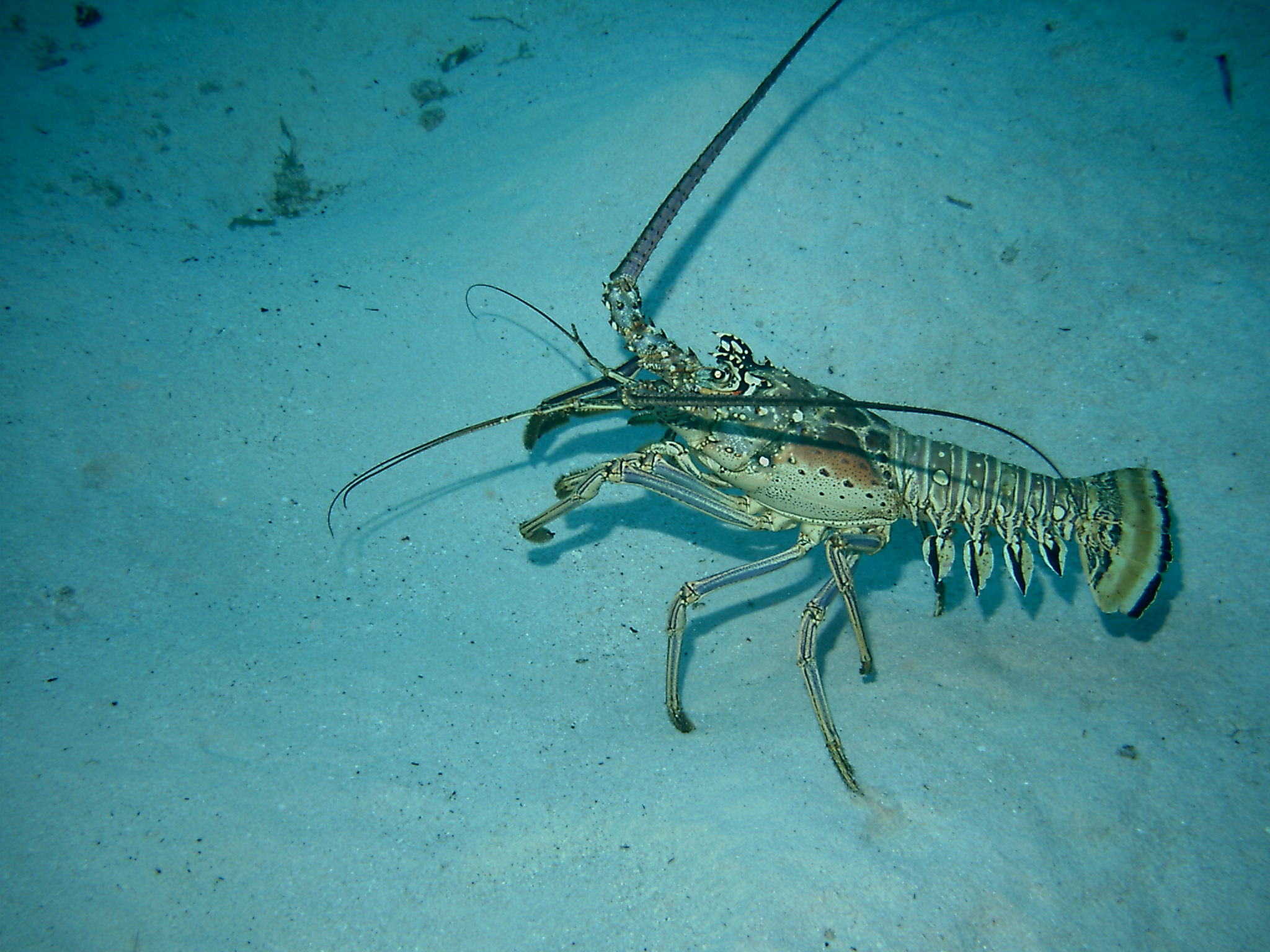 Spiny Lobster-Little Cayman Aug 2004