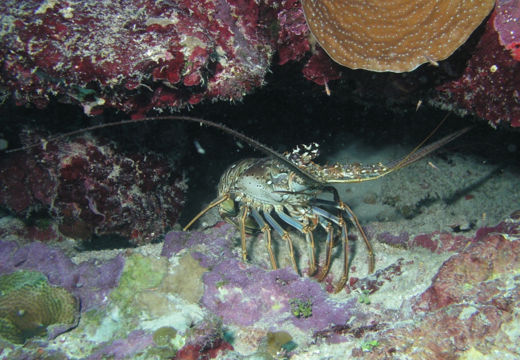 Spiny Lobster