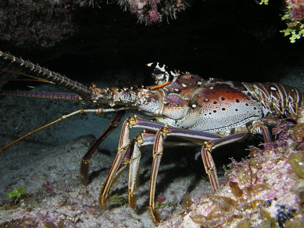 Spiny Lobster