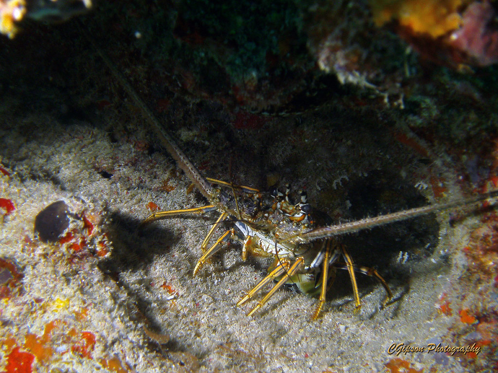 Spiny Lobster