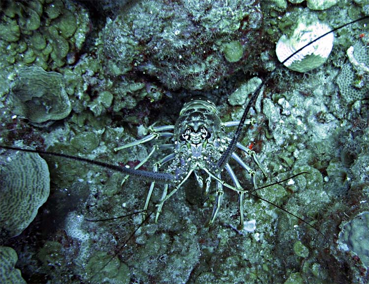 Spiny Lobster