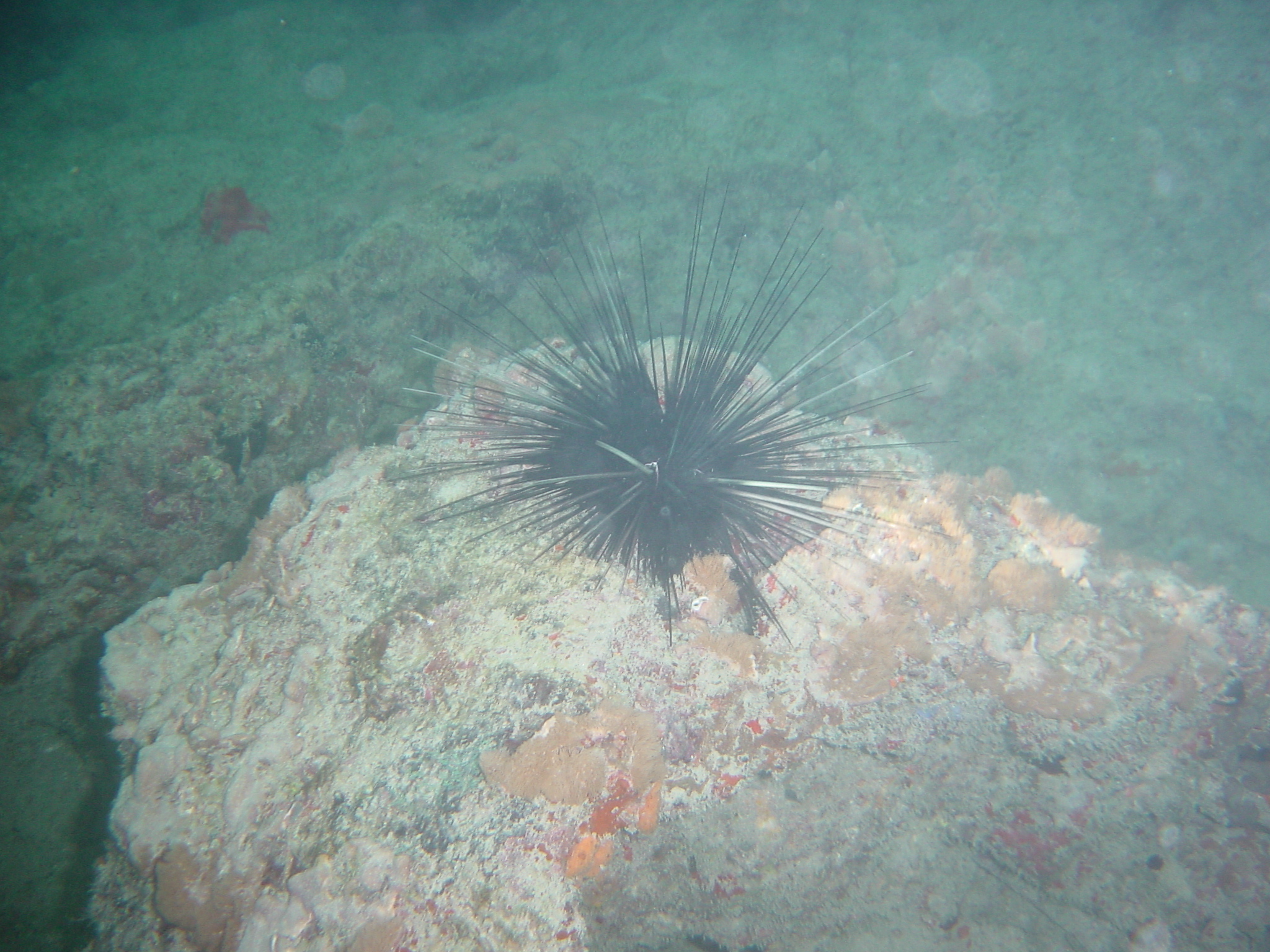 Spiny Sea Urchin