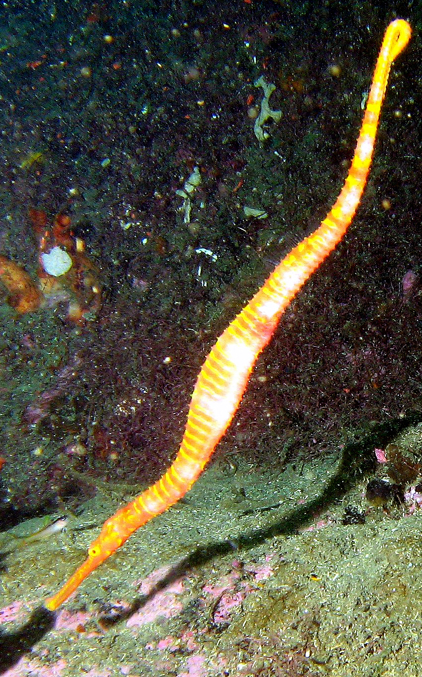 Spiny Seadragon