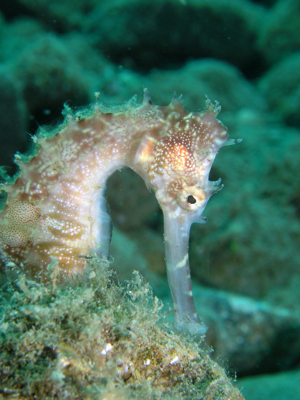 spiny seahorse