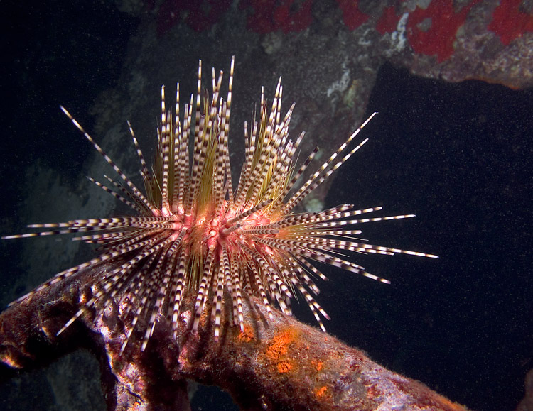 Spiny_Urchin_on_railing_of_wreck_PB040155