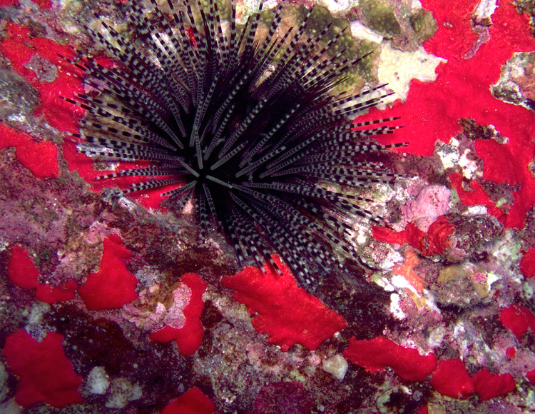 spiny_urchin_PB020038