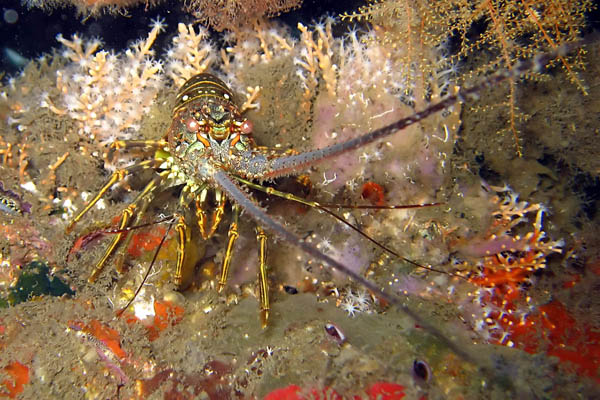 spinyLobster3