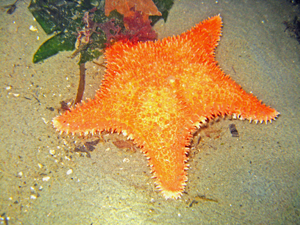 SpinyRStar