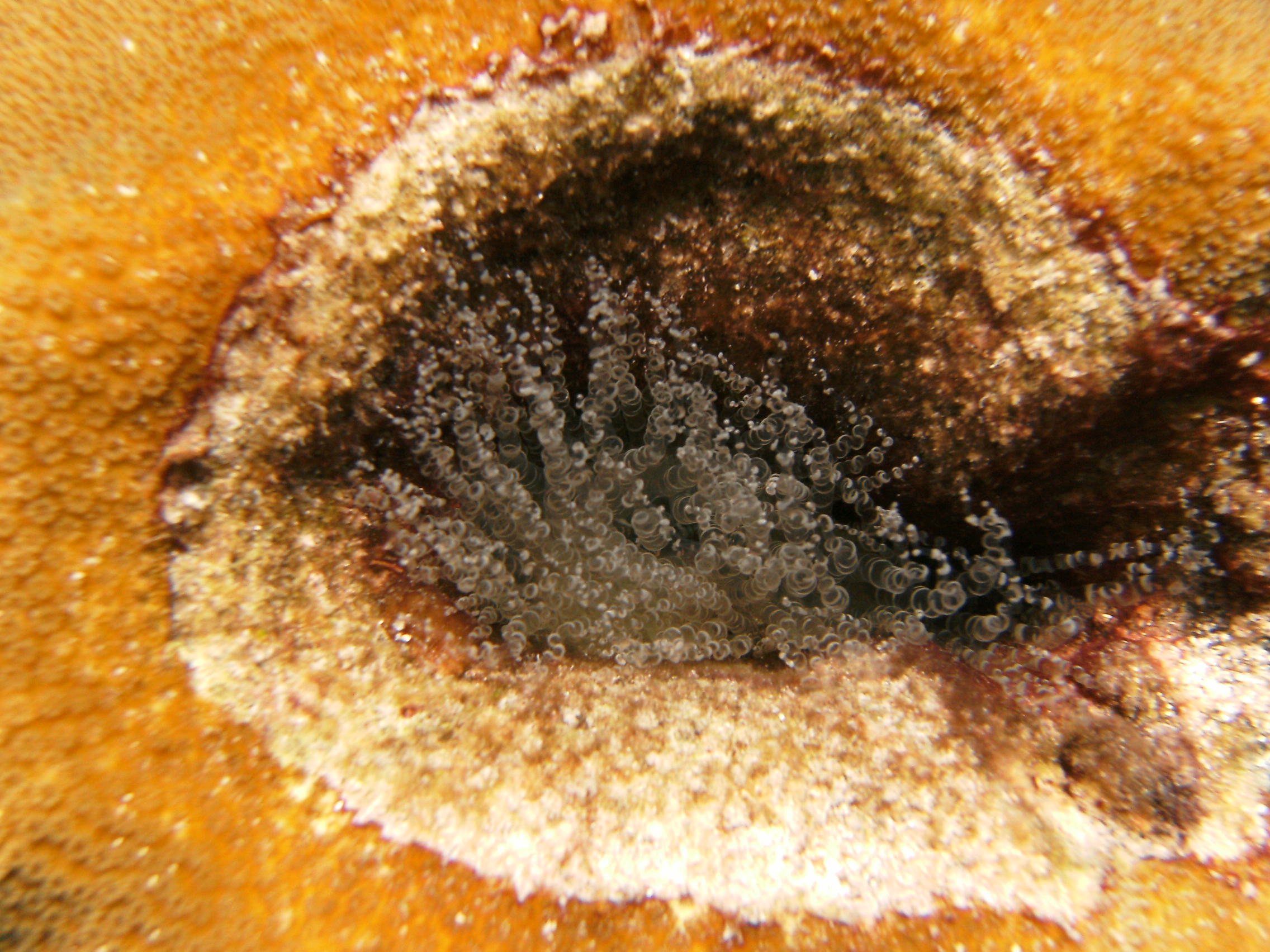 spiral anemone