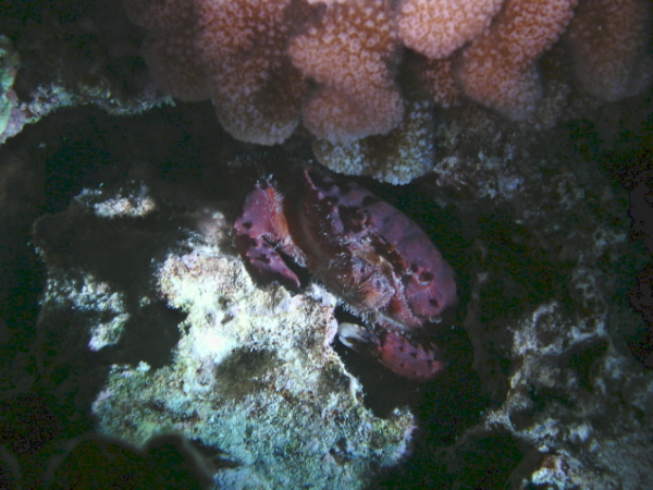 Splendid Pebble Crab at Angler's reef