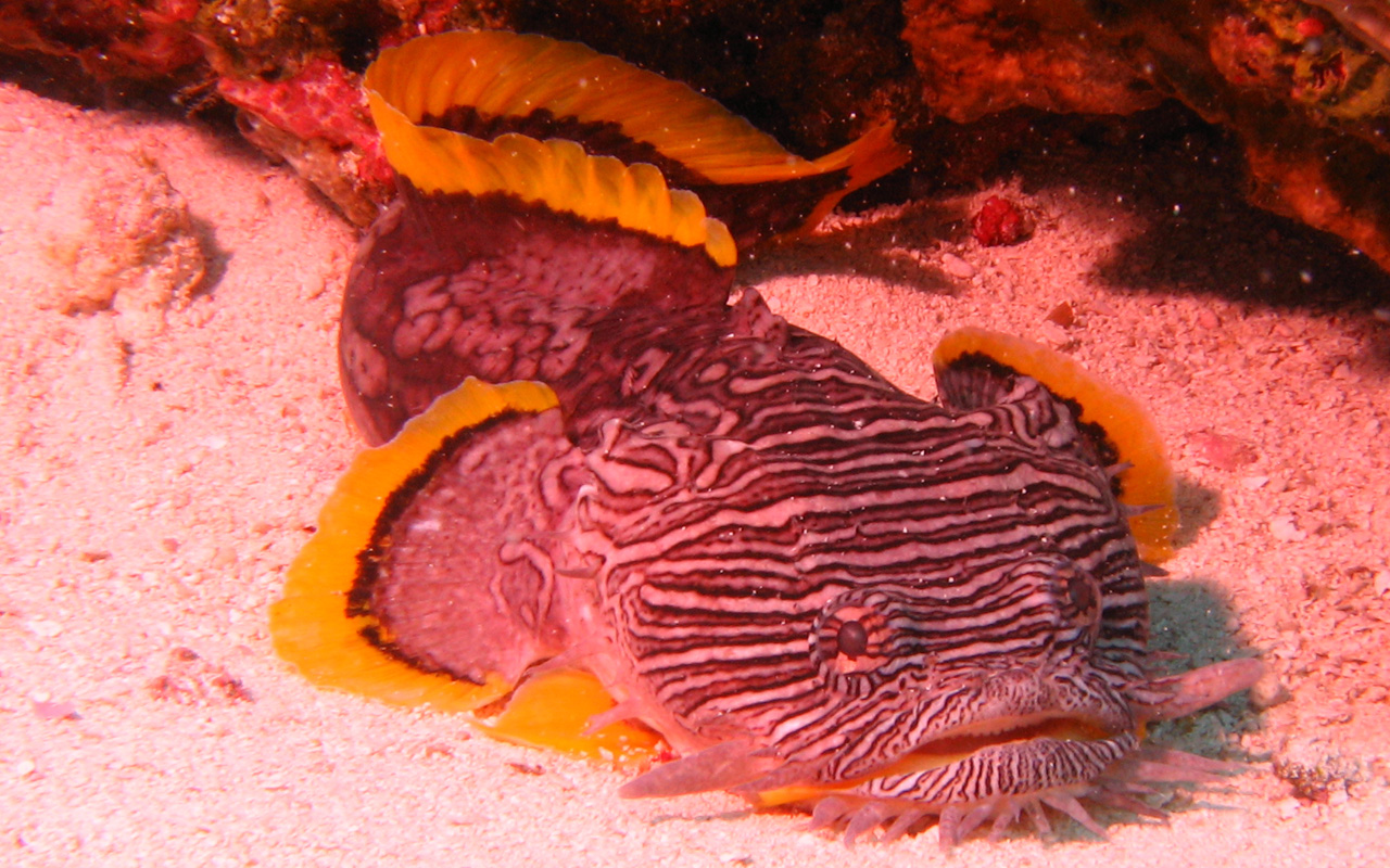 Splendid Toad Fish, Cozumel Nov 2008