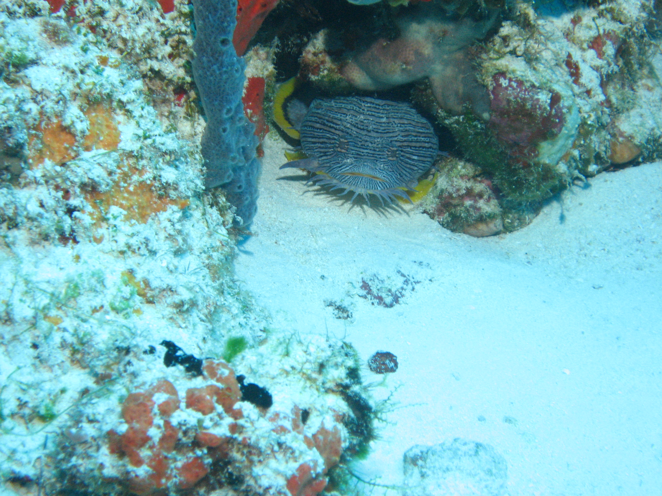 Splendid Toad Fish