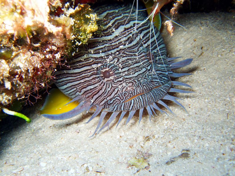 Splendid Toad Fish