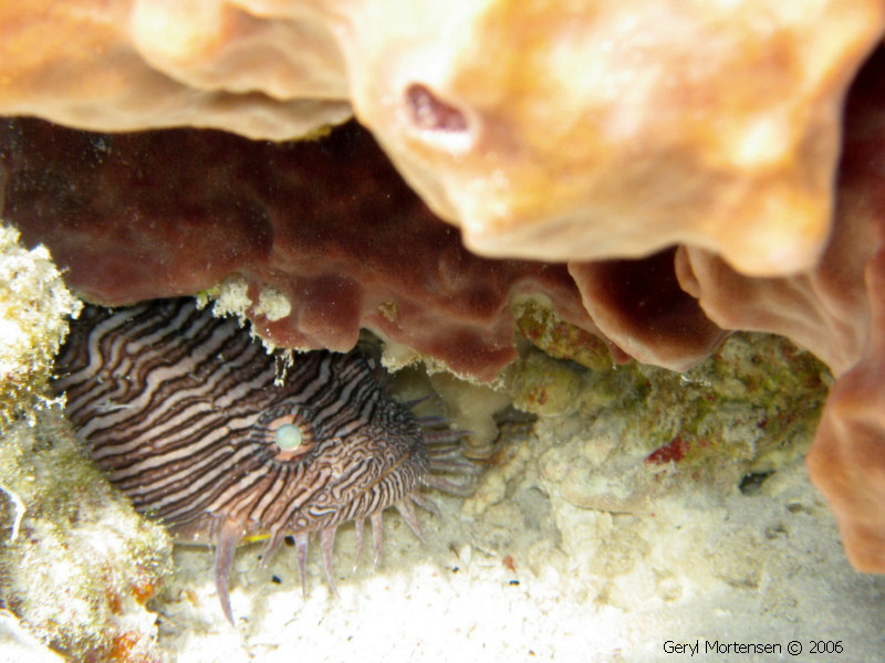 Splendid Toadfish in Cozumel