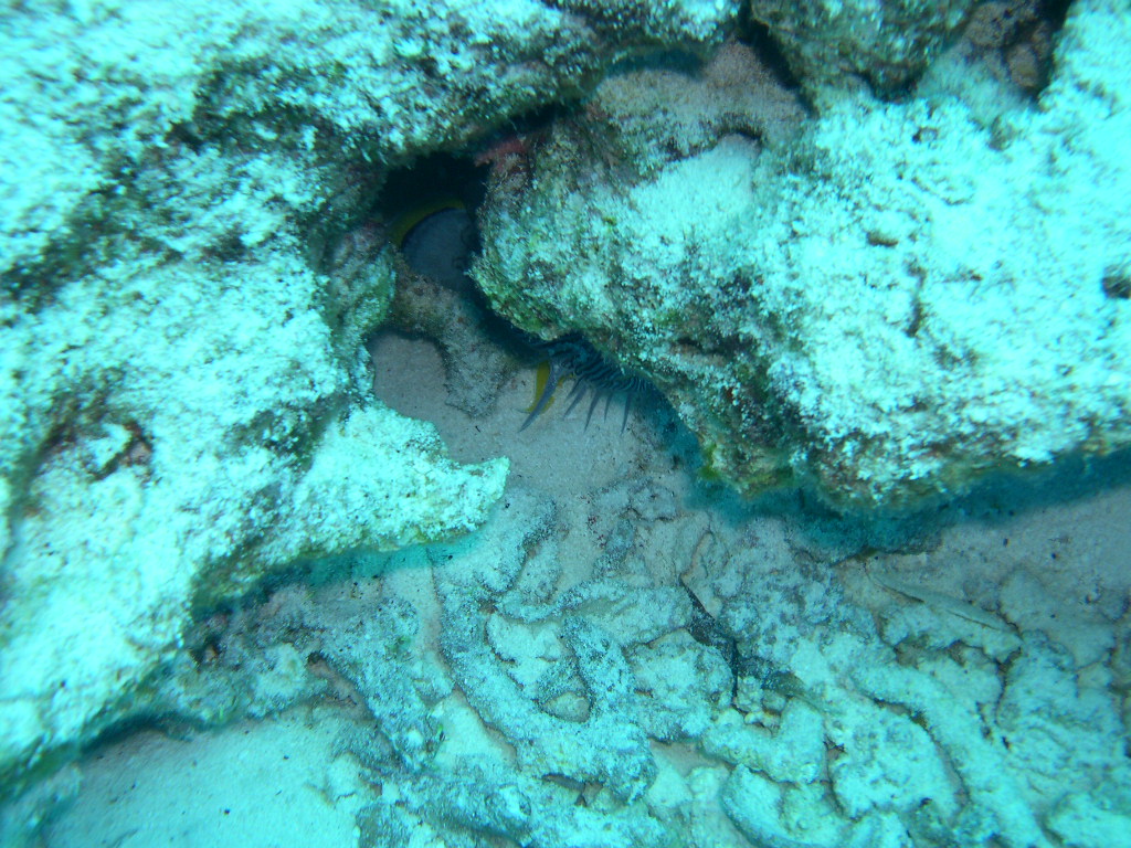 Splendid Toadfish.  Really.  He's in there, somewhere...