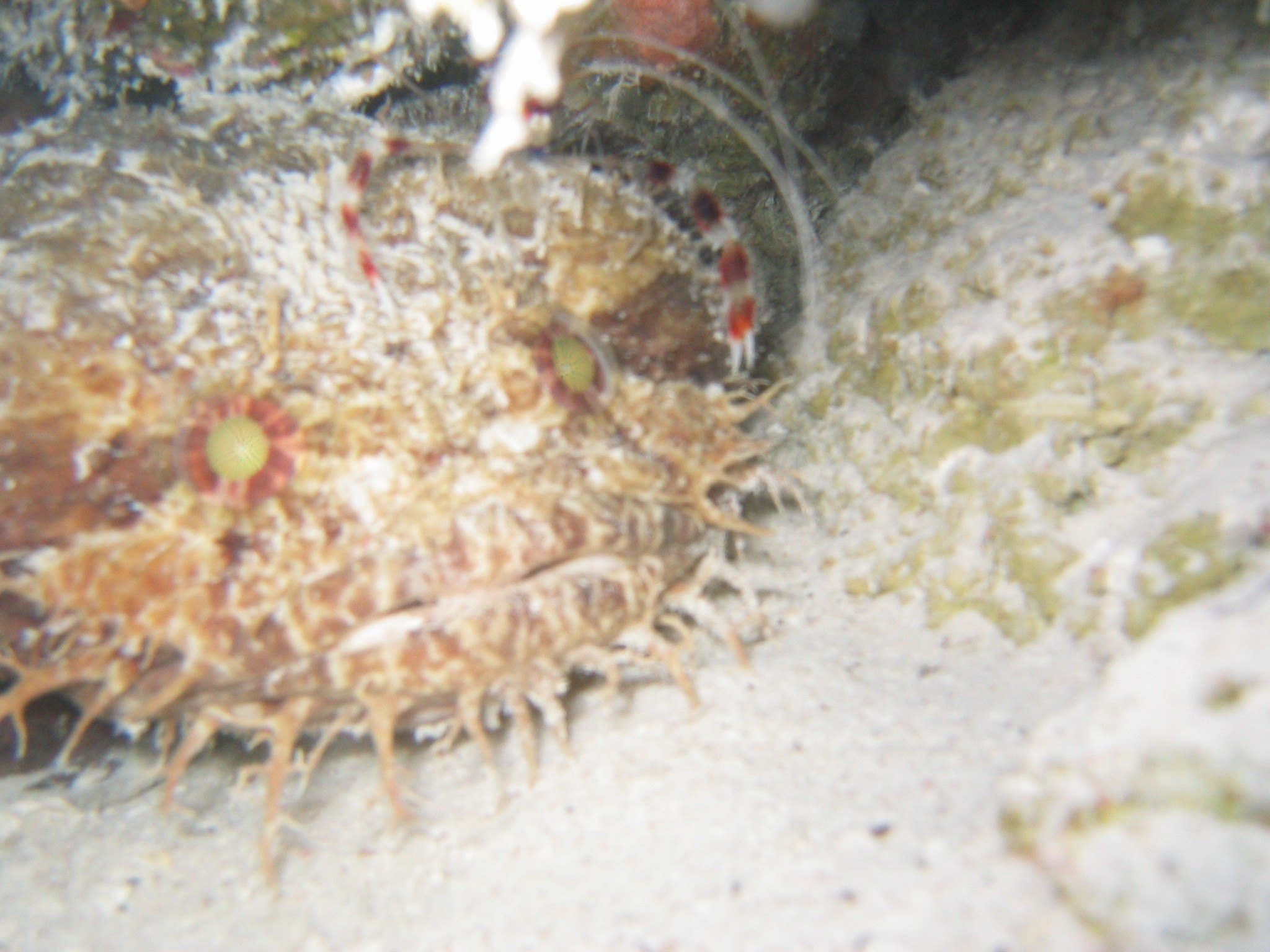 Splendid Toadfish w/ banded coral shrimp