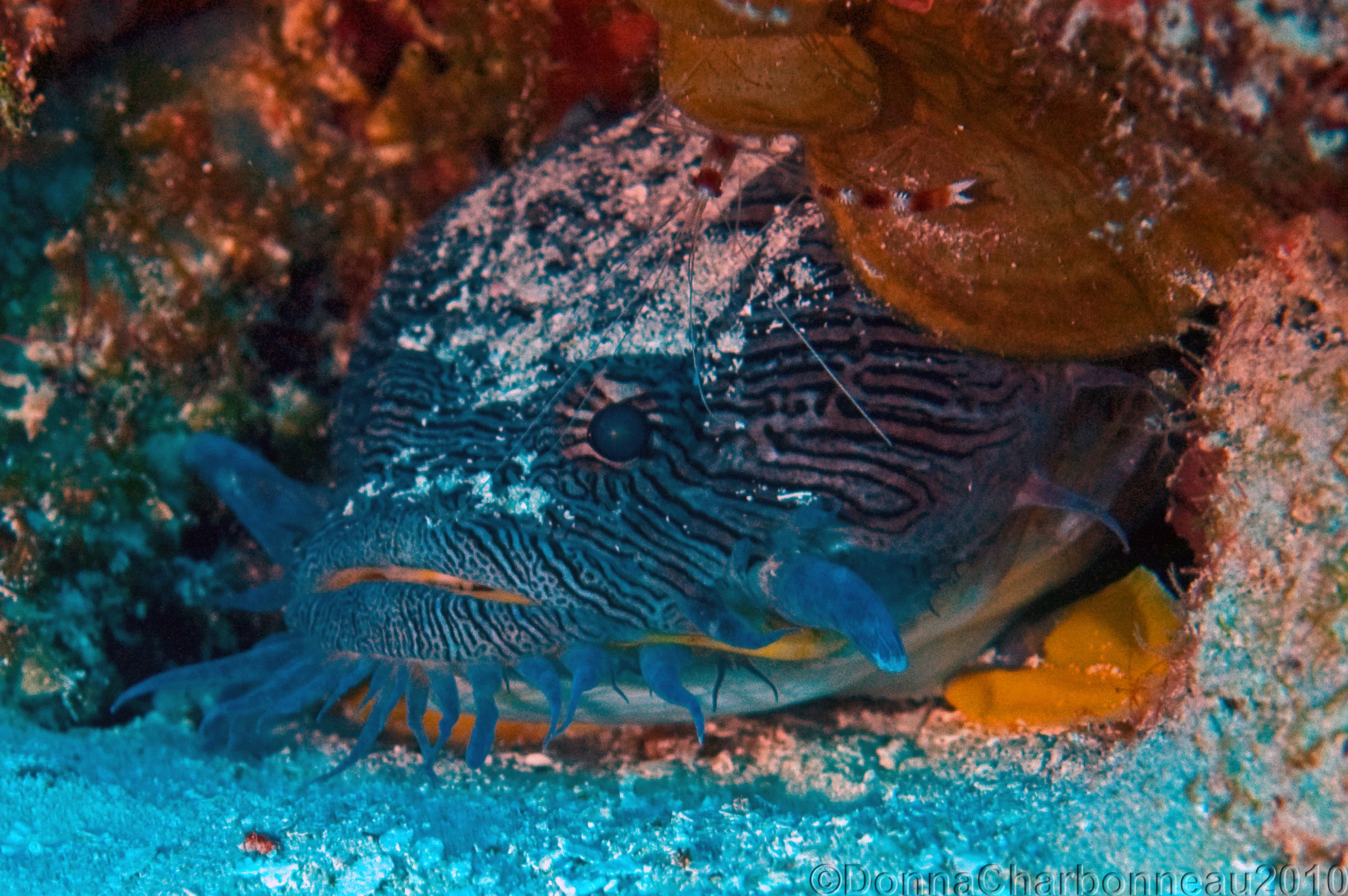 Splendid Toadfish with Banded Coral Shrimp