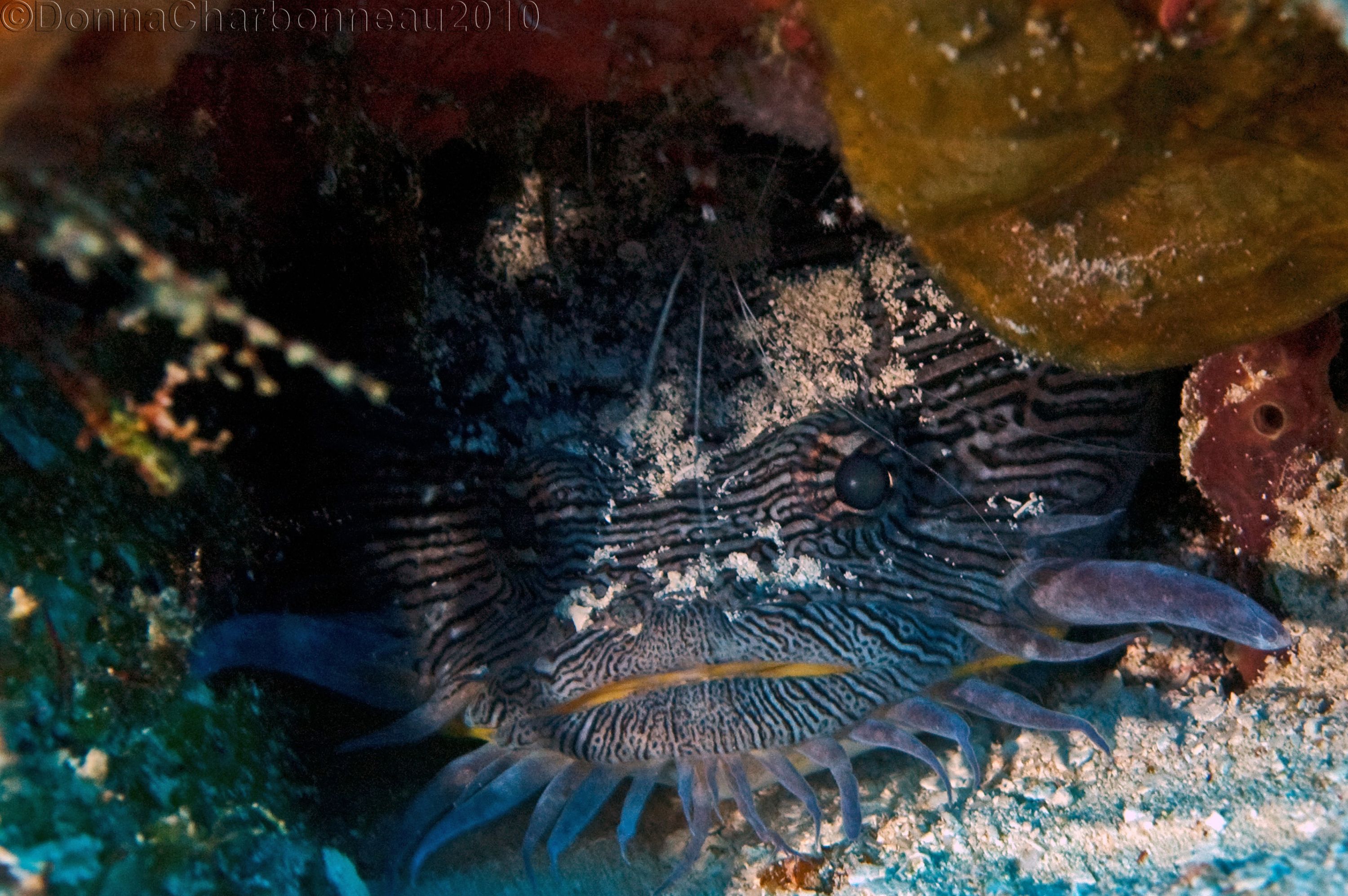 Splendid Toadfish with Banded Coral Shrimp