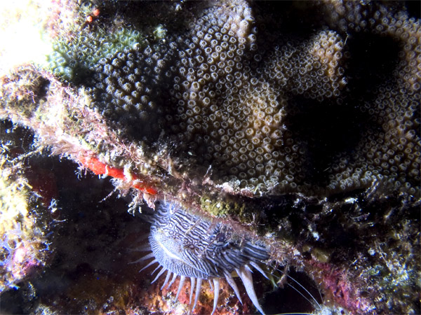 splendid toadfish with coral sombrero