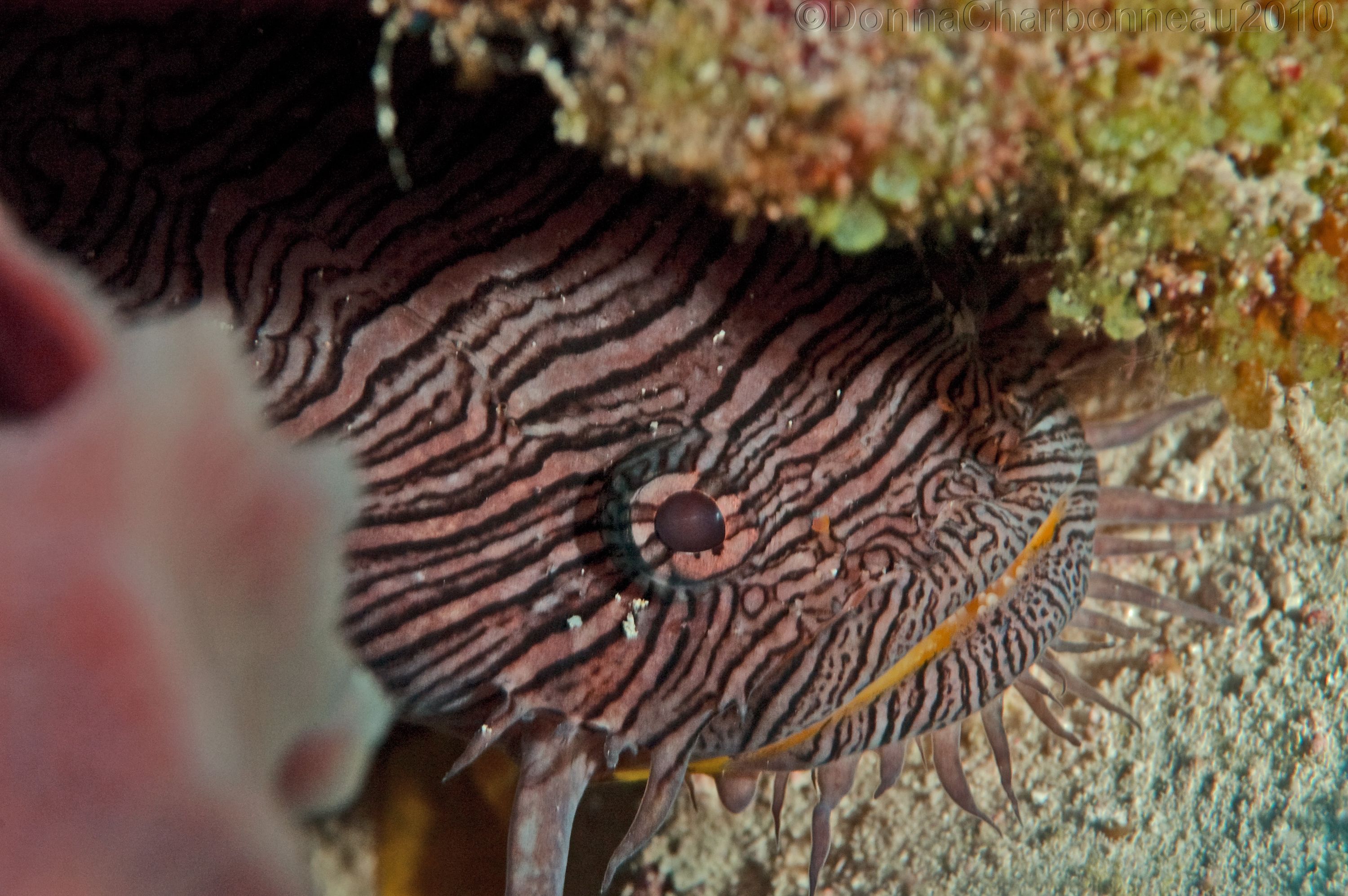 Splendid Toadfish