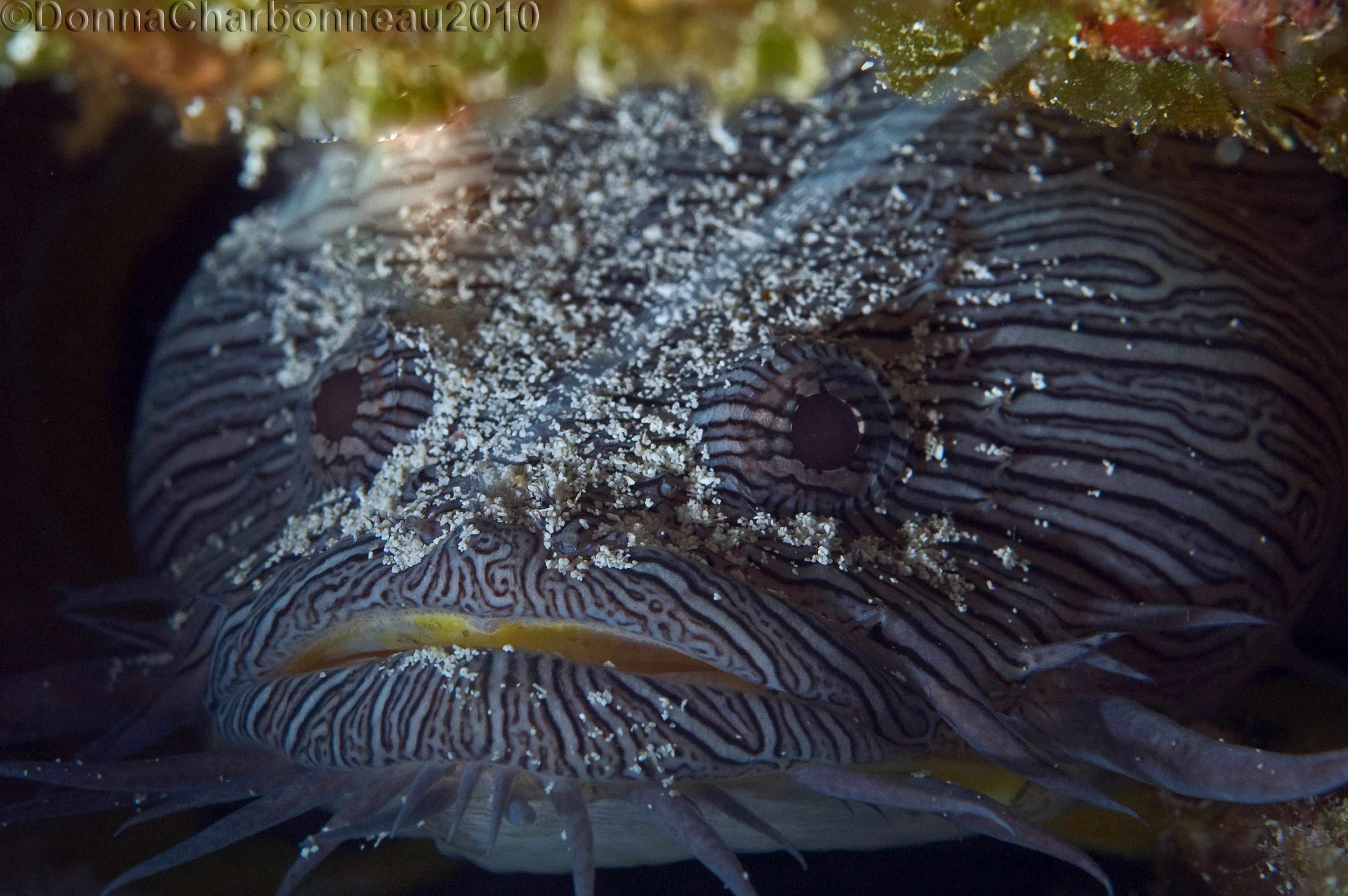 Splendid Toadfish