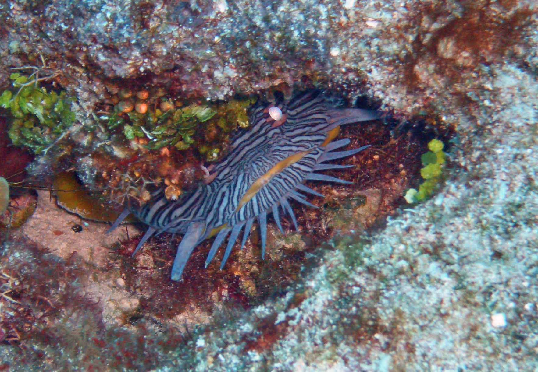 Splendid Toadfish