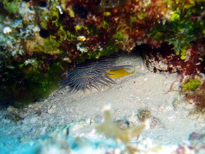 Splendid Toadfish