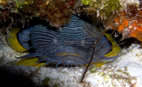 splendid toadfish