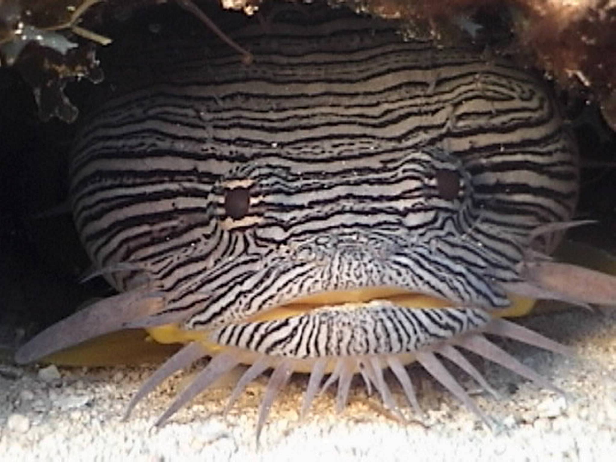 Splendid_Toadfish2