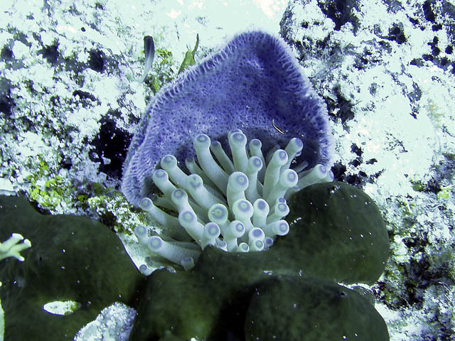 Sponge backdrop