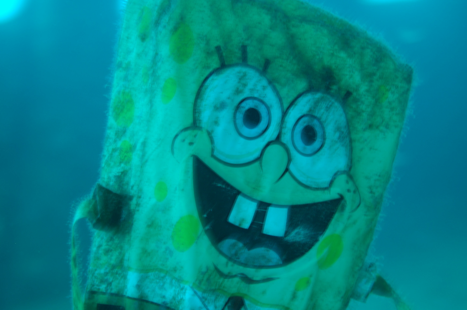 Sponge Bob Square Pants