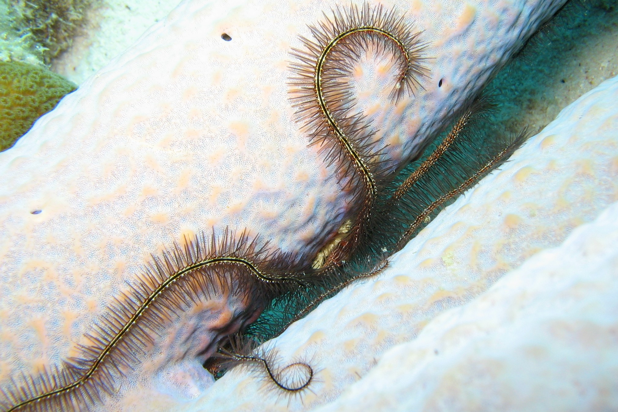 Sponge Brittle Star