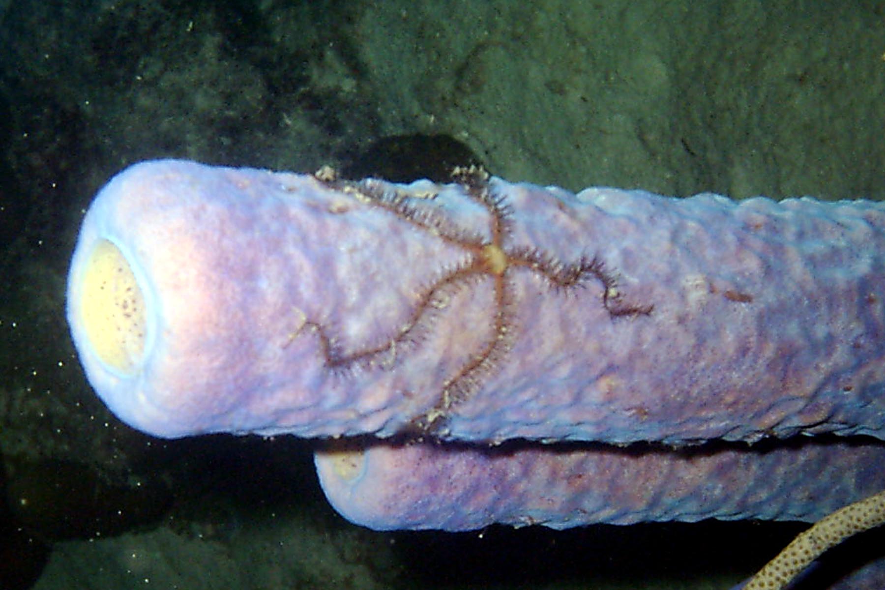 Sponge Brittle Star