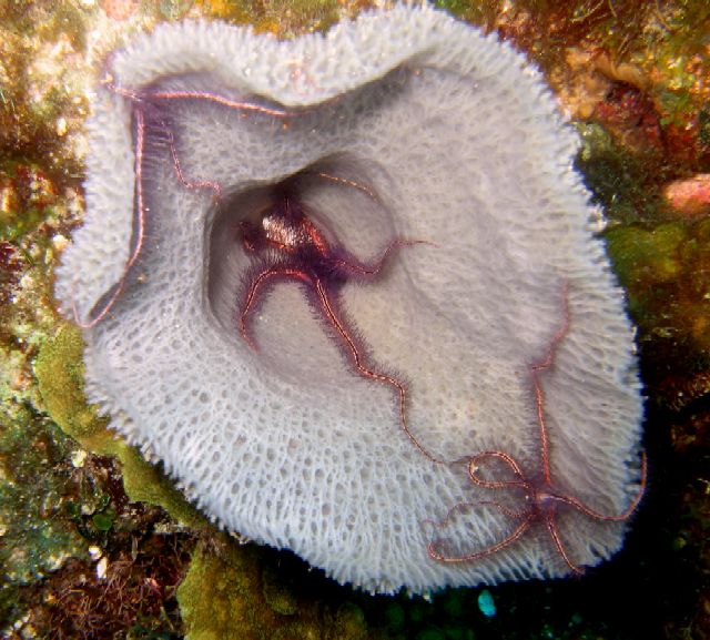 Sponge Brittle Stars