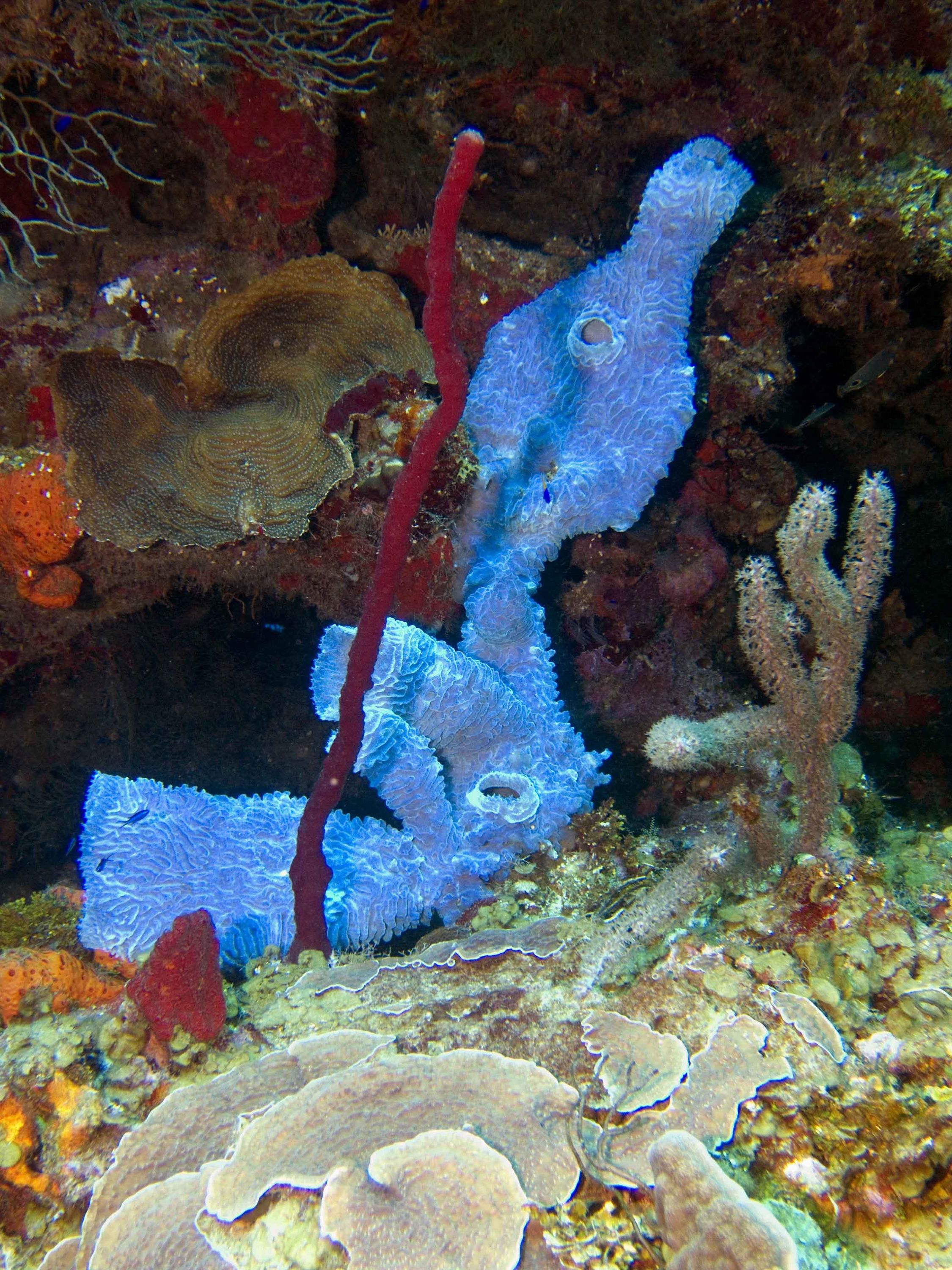 Sponge & Coral