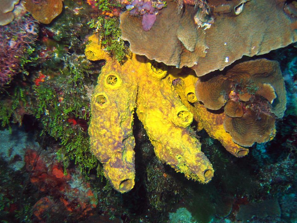 Sponge in Cozumel