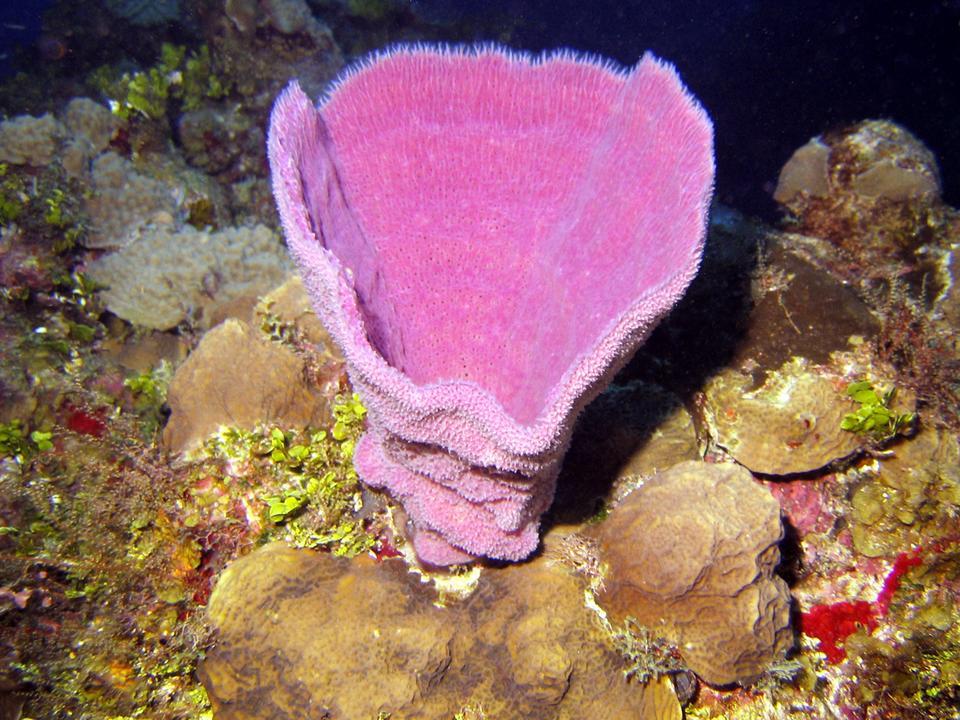 Sponge in Cozumel