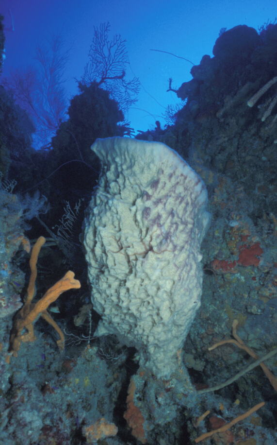 sponge in cuba