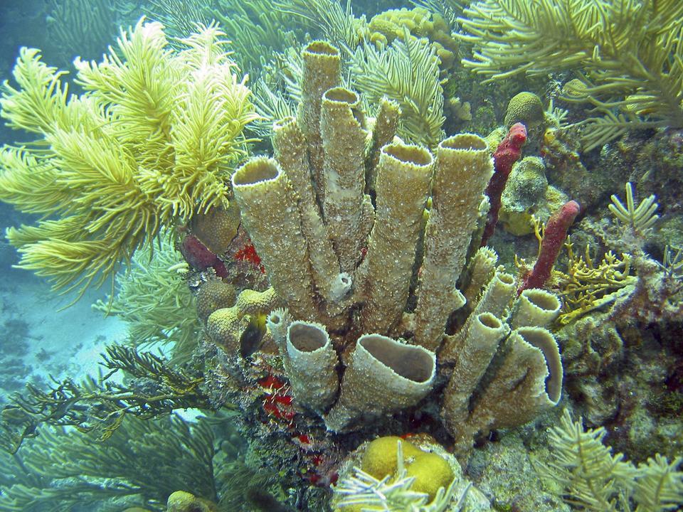 Sponge in Guanaja