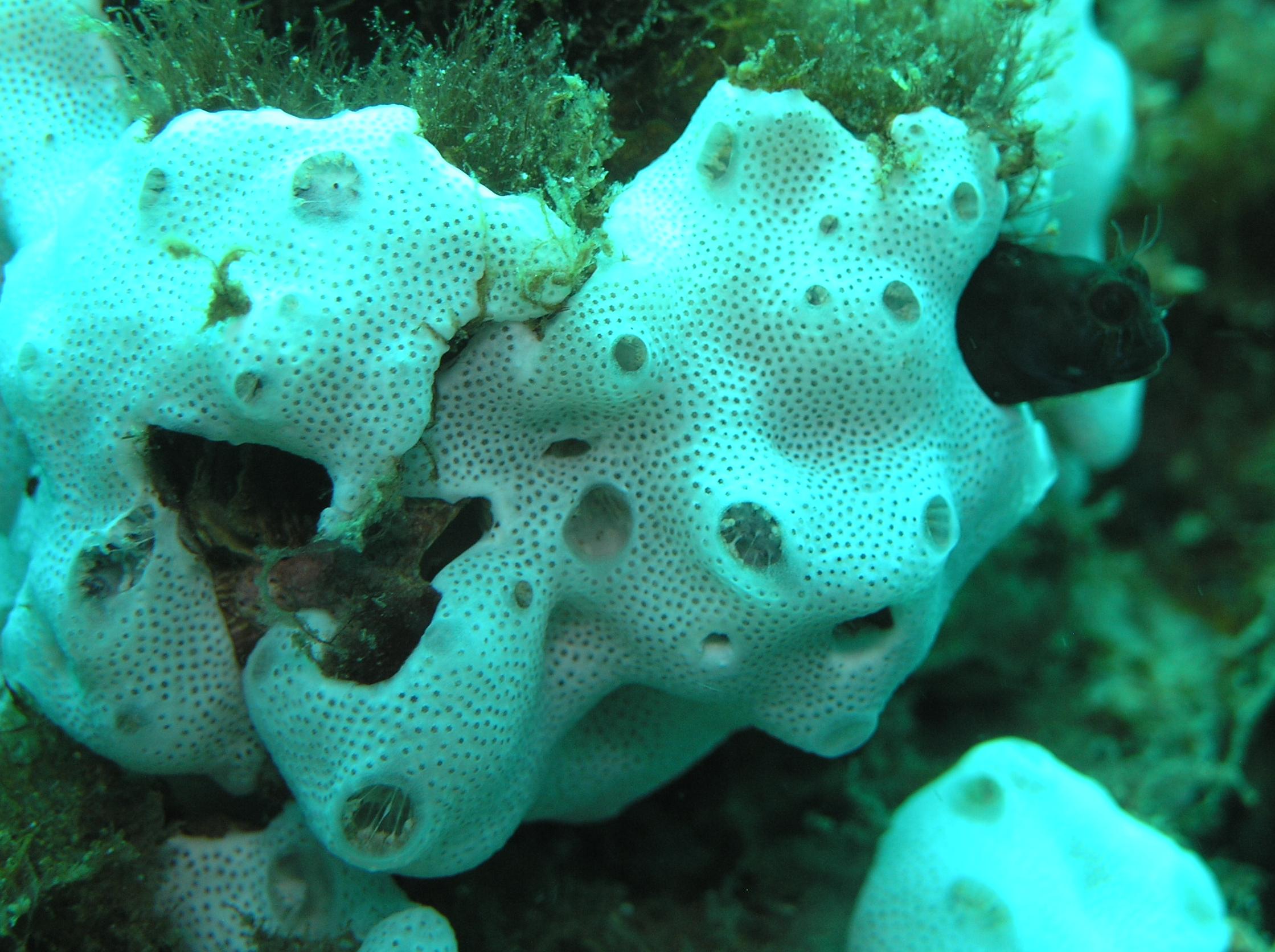 sponge or tunicate?